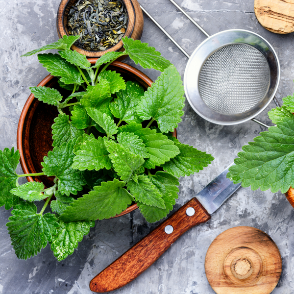 Lemon Balm: Relaxing and Delicious!