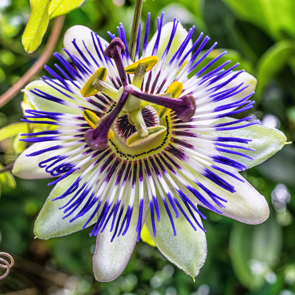 Passionflower: A Stunning Flower with Incredible Use
