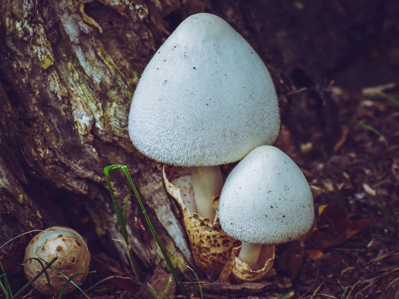 Plant Lore: Magic or Myth?