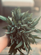 Kitchen Witch Apprentice: A Hands-On Herbal Workshop - November 8th at 1:00pm