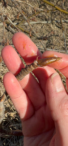 Poplar Bud Magic: Learning How to Make Balm of Gilead