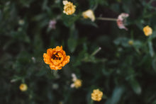 Kitchen Witch Apprentice: A Hands-On Herbal Workshop - November 8th at 1:00pm