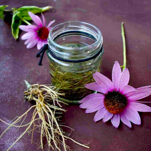 The Power of Echinacea: Herbal Tincture Workshop on December 16th at 6:30pm