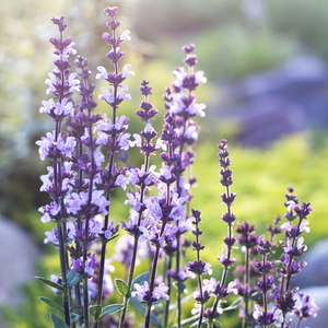 Sun Chariot | Pure Essential Oil Blend
