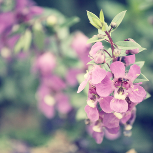 Clary Sage | Pure Essential Oil