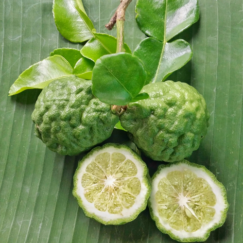 Bergamot | Pure Essential Oil