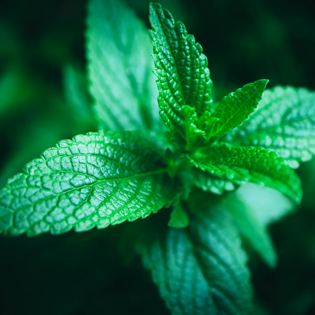Spearmint | Pure Essential Oil | *2 for $25*