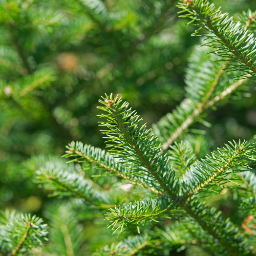 Balsam Fir | Pure Essential Oil