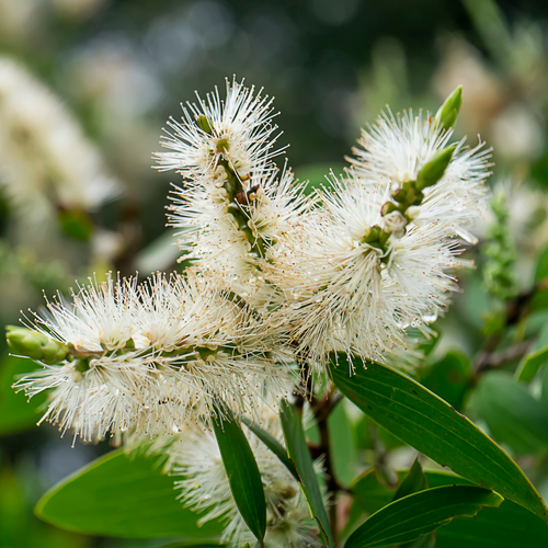Niaouli | Pure Essential Oil | *2 for $25*