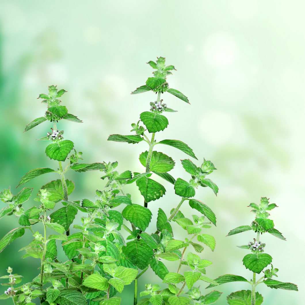 Peppermint | Pure Essential Oil | *2 for $25*