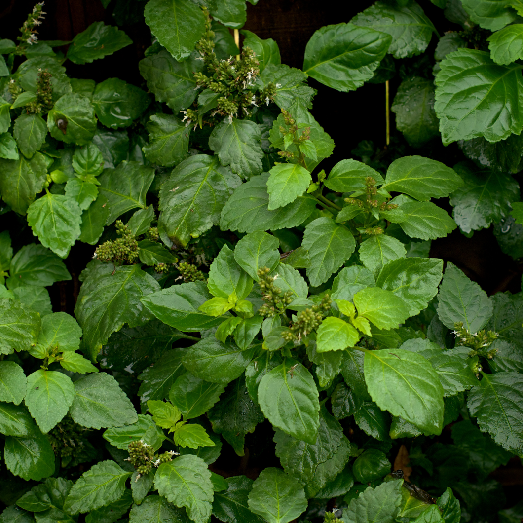 Dark Patchouli | Pure Essential Oil