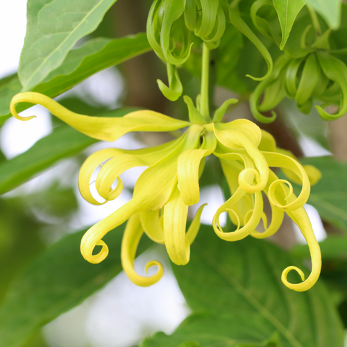 Ylang Ylang | Pure Essential Oil