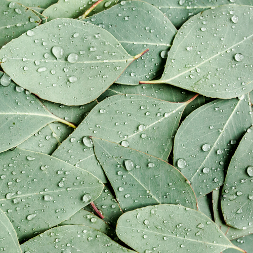 Eucalyptus Essential Oil (2 for $25)