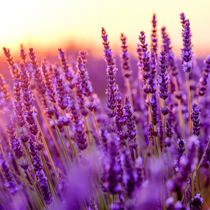 Lavender | Pure Essential Oil